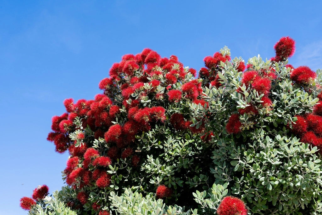 METROSIDEROS EXCELSA (ALBERO DI NATALE NEOZELANDESE) VASO 55