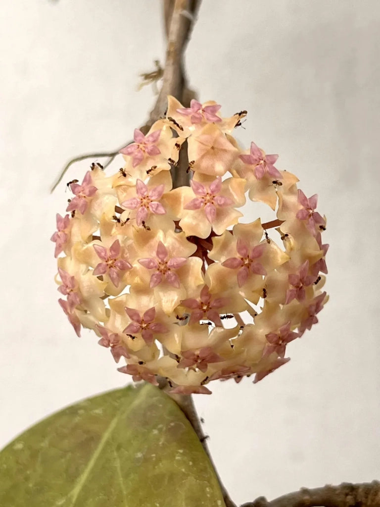 Hoya Overing Joy Pianta Tropicale Rara da Collezione Vaso 12 cm