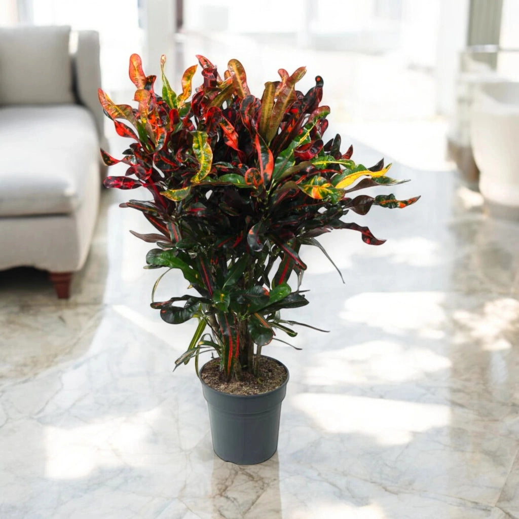 Gardenaria Codiaeum variegatum 'Mammi' - Pianta da interno ornamentale Altezza: 130 cm (vaso 27)