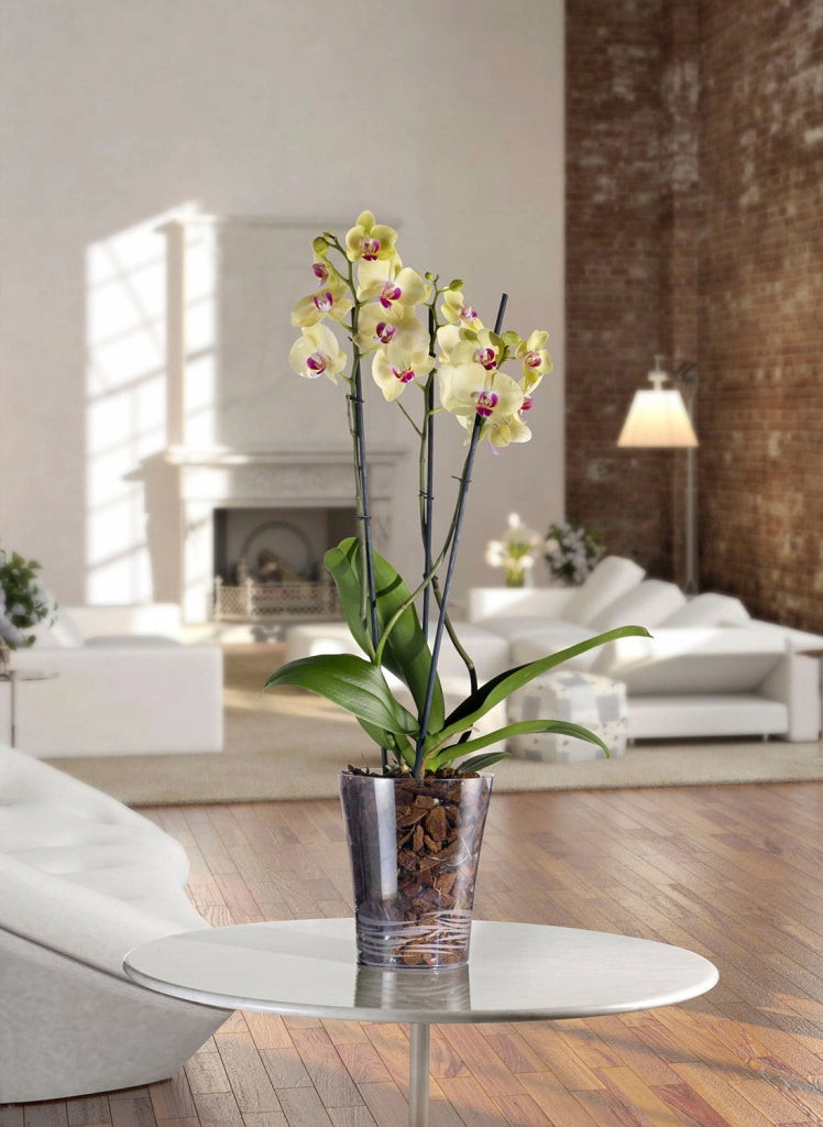 Vaso da Interno e Esterno Ø13,5x16 cm in Plastica Orchidea 14 Trasparente