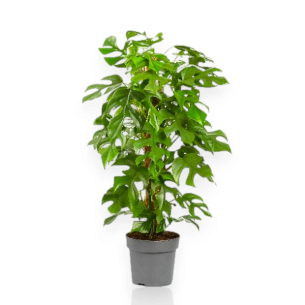Gardenaria Philodendron 'Minima' - Pianta da interno ornamentale Altezza: 45 cm (vaso 19)