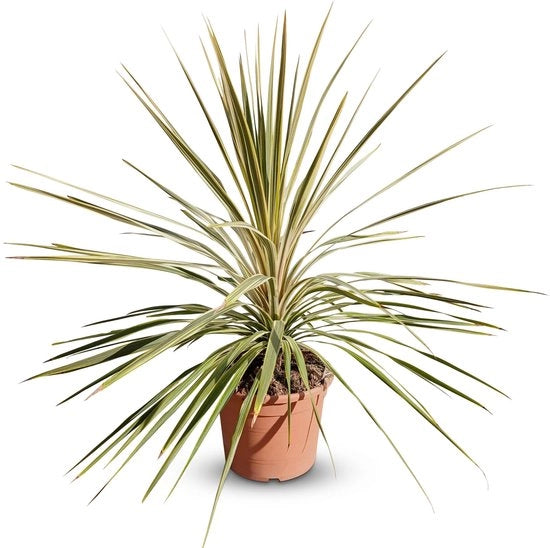 Cordilina australis 'Dazzler' - Pianta Ornamentale Invernale 100 cm