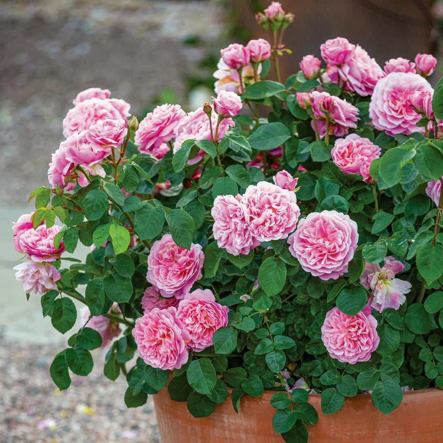 Gardenaria Rosa 'Eustacia Vye' - Rosa da giardino Altezza: 40/50 cm (vaso20)