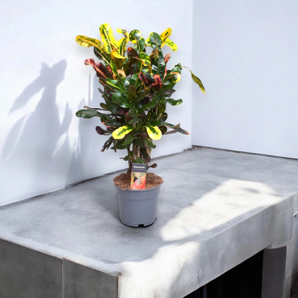 Gardenaria Codiaeum variegatum 'Mammi' - Pianta da interno ornamentale Altezza: 130 cm (vaso 27)