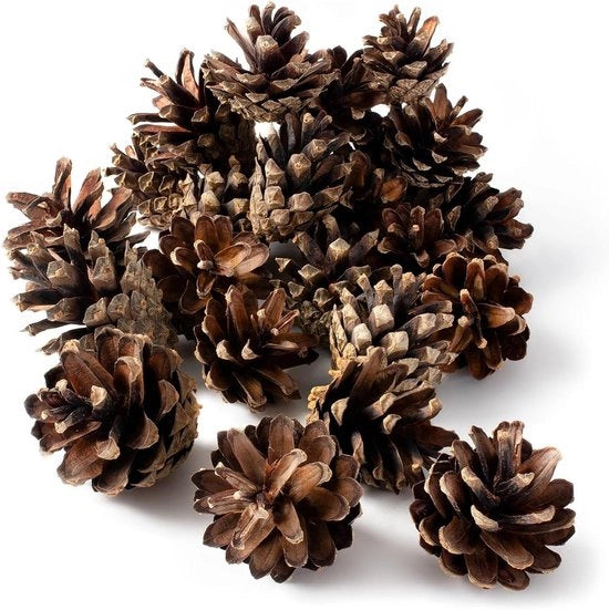 Pinece conici - Circa 80 pezzi Materiale di riempimento per Hotel per insetti Pinece conici per la realizzazione di decorazioni natalizie Decorazioni autunnali Decorazioni per albero di Natale Decorazioni per corone dell'Avvento