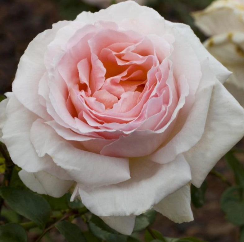 ROSA ANDRE’ LE NOTRE® Meiceppus