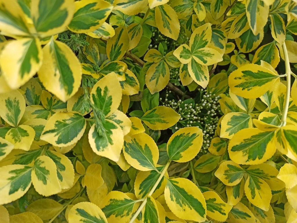 EUONYMUS LIVORNESE (EVONIMO) VASO 18