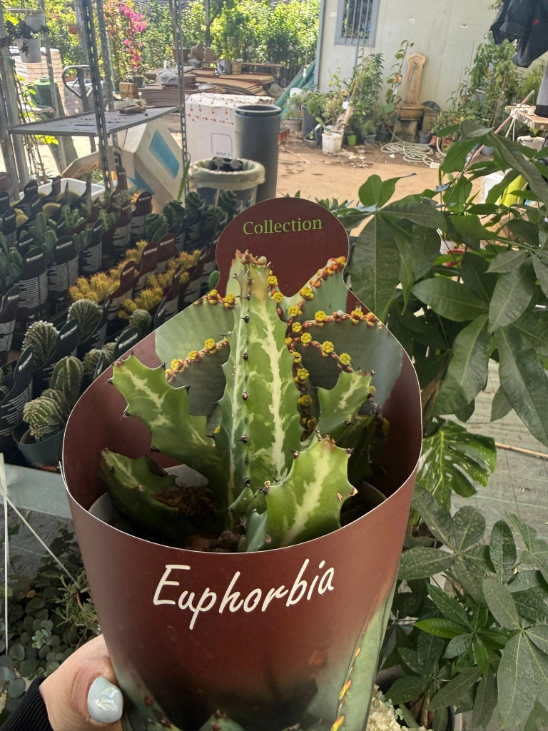 Euphorbia lactea vaso 14 cm – Pianta succulenta