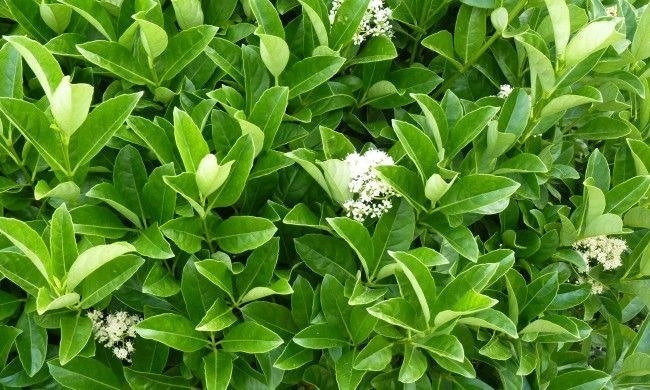 50 PIANTE VIBURNO LUCIDO (VIBURNUM LUCIDUM) vaso H 100CM  piante per siepi
