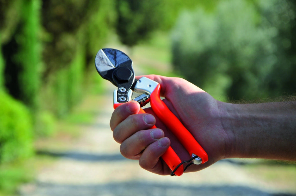 Castellari FORBICI PER FRUTTETO B 12 cm. 21