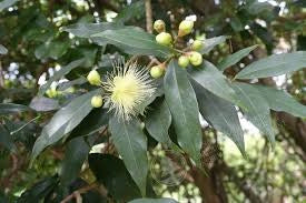 Syzygium jambos (Melarosa)