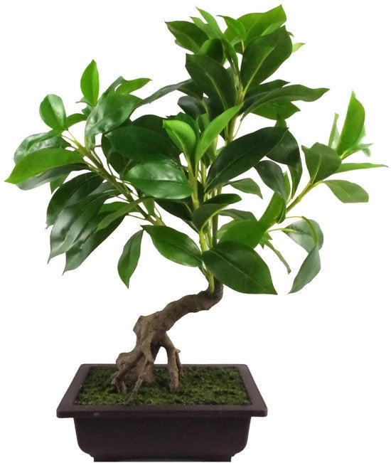 Albero di bonsai misto, 50 cm