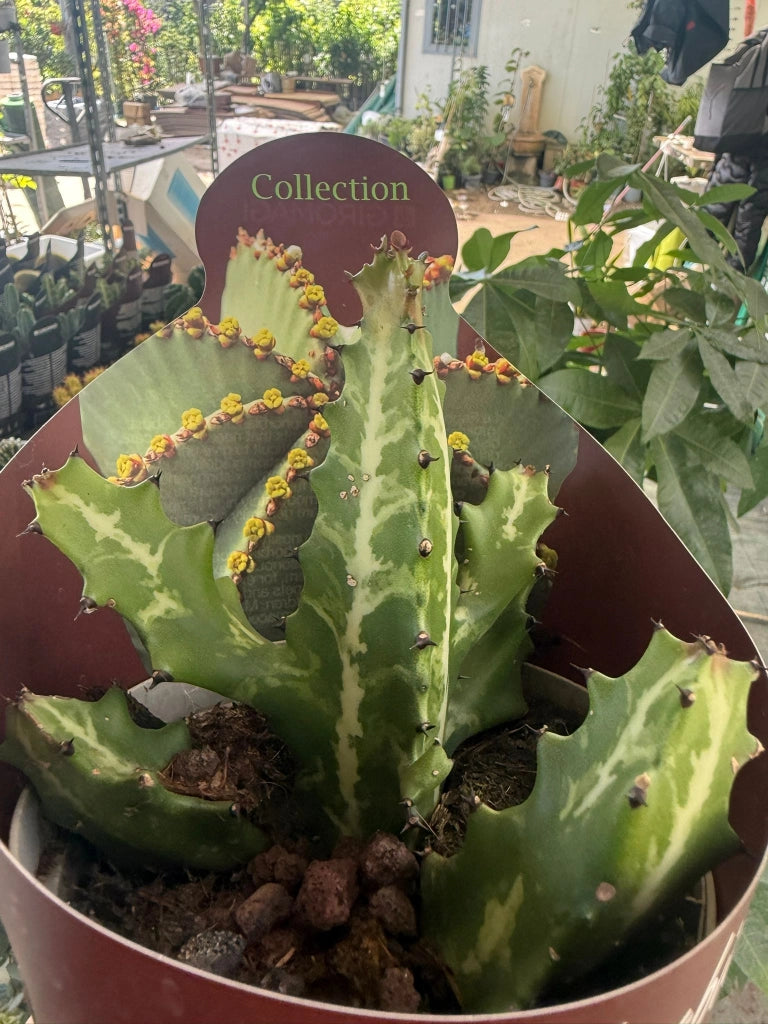 Euphorbia lactea vaso 14 cm – Pianta succulenta