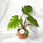 Gardenaria Philodendron 'Mayoi' - Pianta da interno ornamentale Altezza: 40 cm (vaso 19)