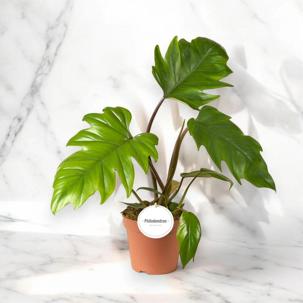 Gardenaria Philodendron 'Mayoi' - Pianta da interno ornamentale Altezza: 40 cm (vaso 19)