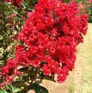 Pianta di Lagerstroemia indica Vaso Ø24cm Colore: Rossa