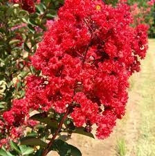 Pianta di Lagerstroemia indica Vaso Ø24cm Colore: Rossa