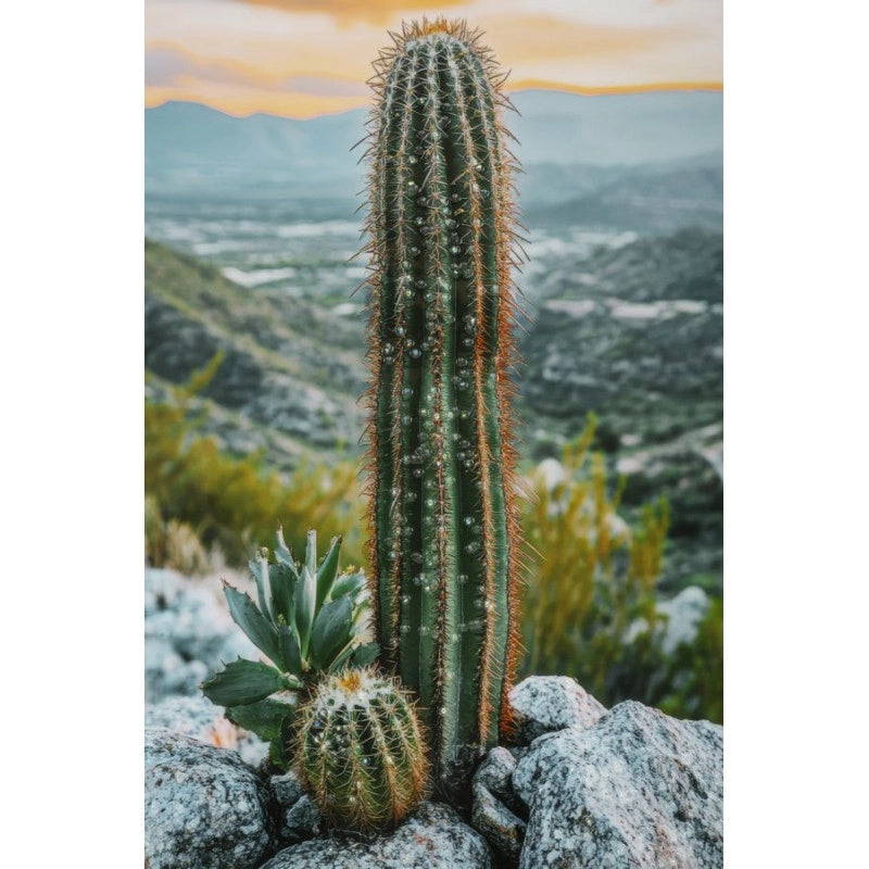 Stampa Su Tela Laccata Con Cornice Cactus -a- cm 60x4x90