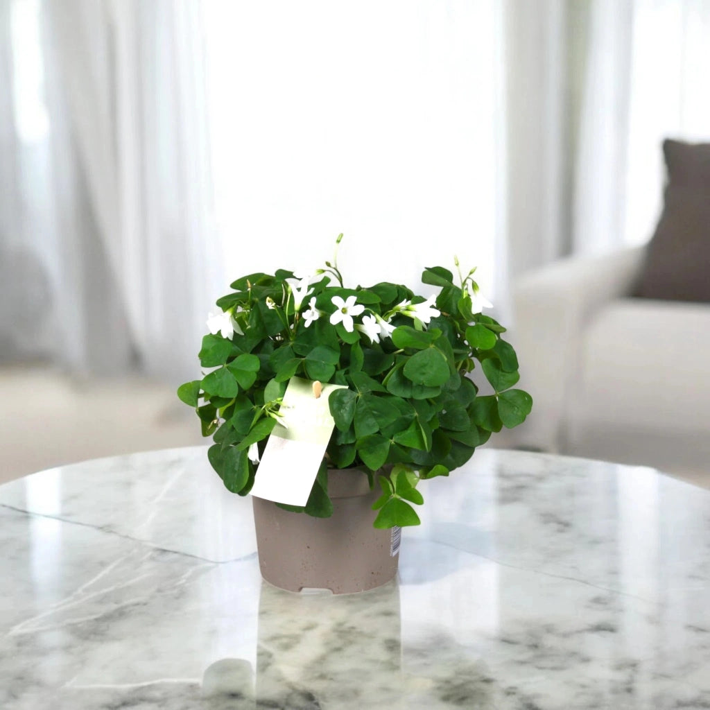 Gardenaria Oxalis triangularis papilionacea - Pianta da interno ornamentale Altezza: 20 cm (vaso 12)
