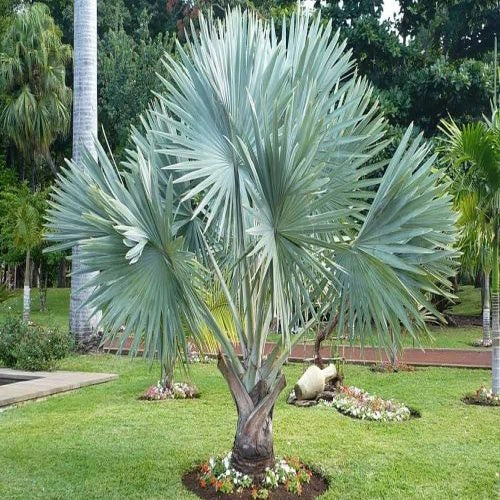 Bismarckia nobilis - Bismarkia nobilis vaso 20