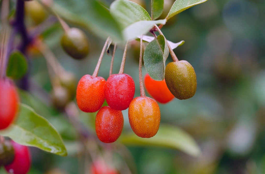 Olivagno Elaeagnus Ebbingei Viveleg Vaso 18 cm Sempreverde Variegato
