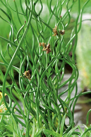 Juncus effusus 'Spiralis' vaso 19