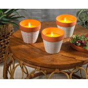 Citronella in vaso 11,5x11 cm