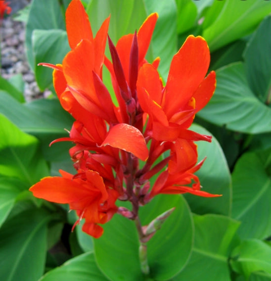 Canna indica rossa, vaso 24cm, foto reali