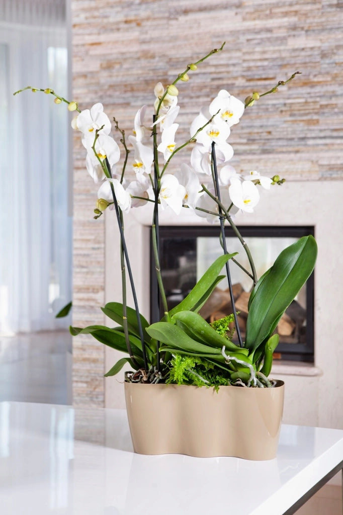 Vaso da fiori KADAX, Vaso da fiori, Vaso da fiori in plastica, Orchidea, 35 cm, Beige