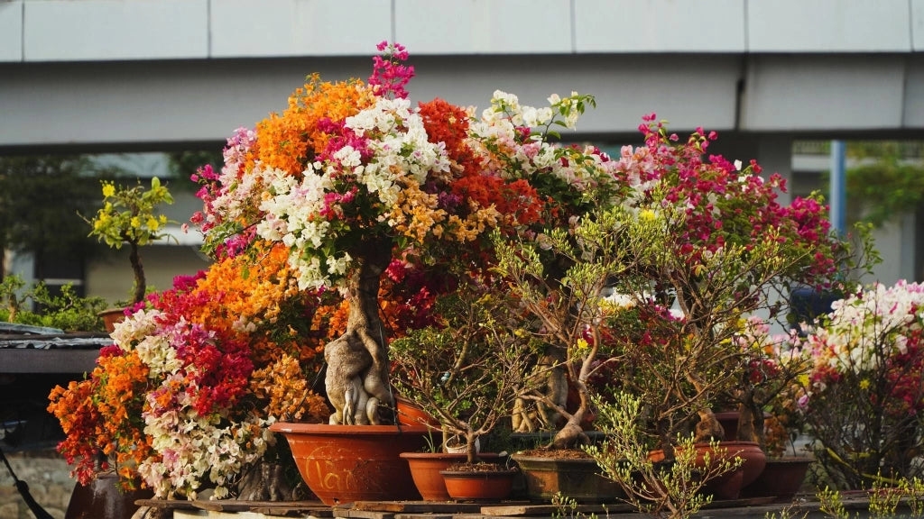 BOUGANVILLEA MULTICOLOR (BUGANVILLEA) BONSAI MINITHAI VASO 60