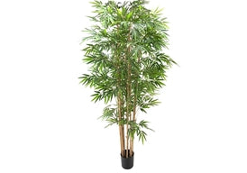 Pianta di Bamboo ornamentale 230 cm. 2480 foglie