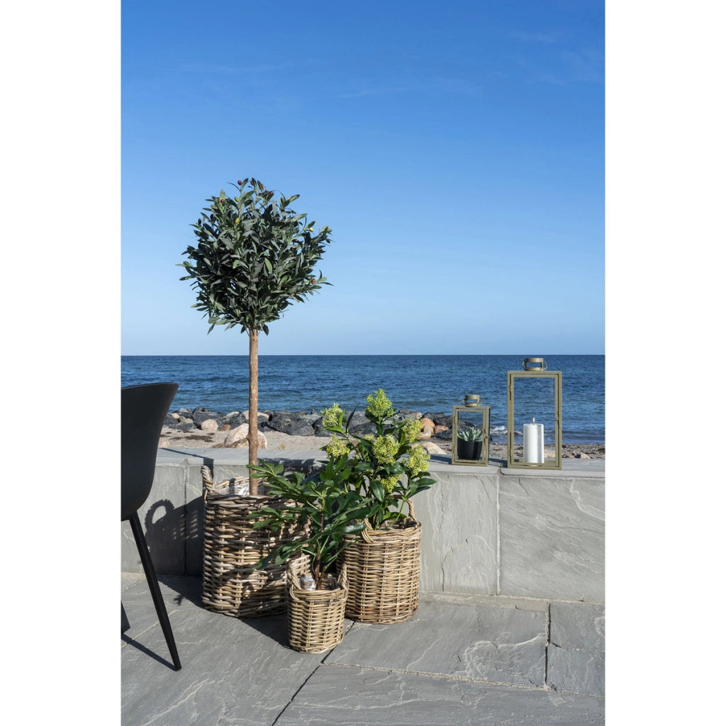 Pianta Artificiale Skimmia, Verde, Polietilene, 40x40x75 cm
