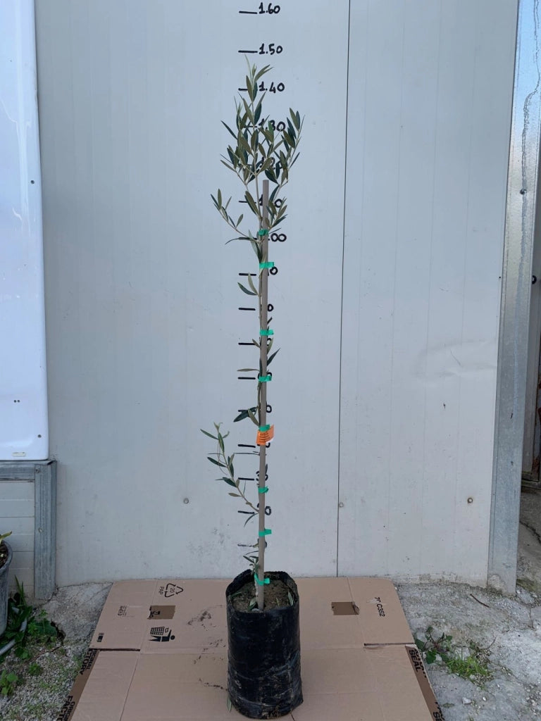 Pianta di ulivo Leucocarpa (Olive bianche) certificata