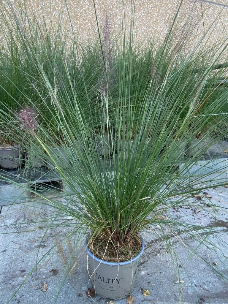 Gardenaria Muhlenbergia capillaris - Graminacea ornamentale da esterno Altezza: 120 cm (vaso 24)