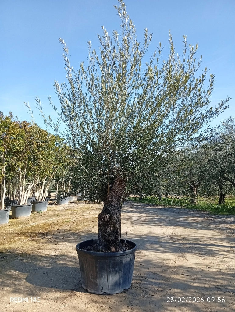 OLEA EUROPAEA BONSAI 100 CORATINA CRF.80/100 Lt.290