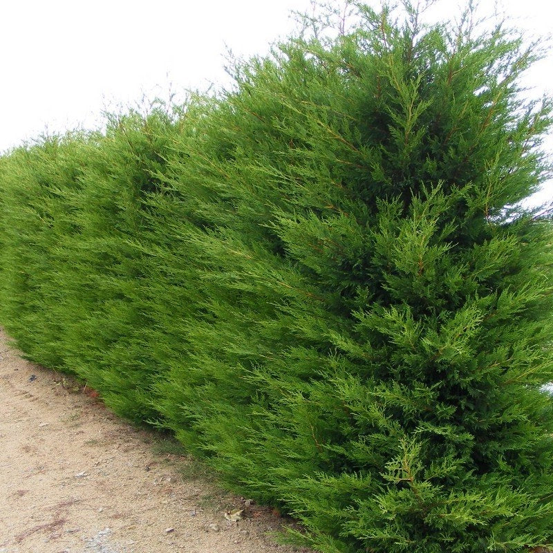 Cipresso Leylandii (Cupressocyparis Leylandii) vaso18cm H 110cm piante per siepi