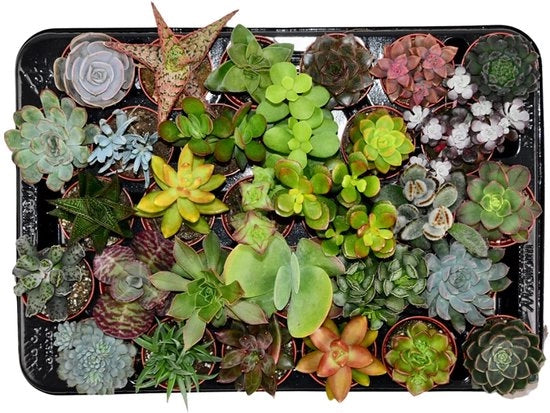 Mischione di Succulente - 30 Pezzi - Ø 5,5 cm Vaso per Piante - Altezza: 5-10 cm - Piante Succulente Reali - Pianta da Interno Facile da Curare - Spedito con Cura